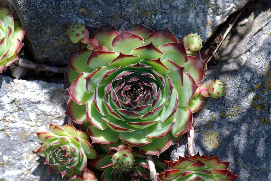 Sempervivum tectorum